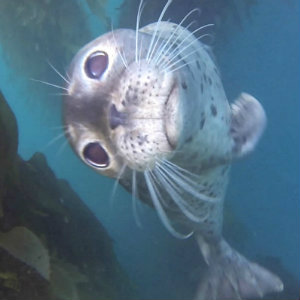 professional diving courses tijuana Scuba Diving San Diego