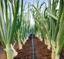 drip irrigation tijuana Rivulis Irrigation