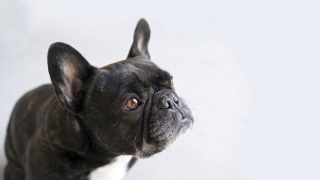 dog day care tijuana PENSION Y ESTÉTICA CANINA STITCH